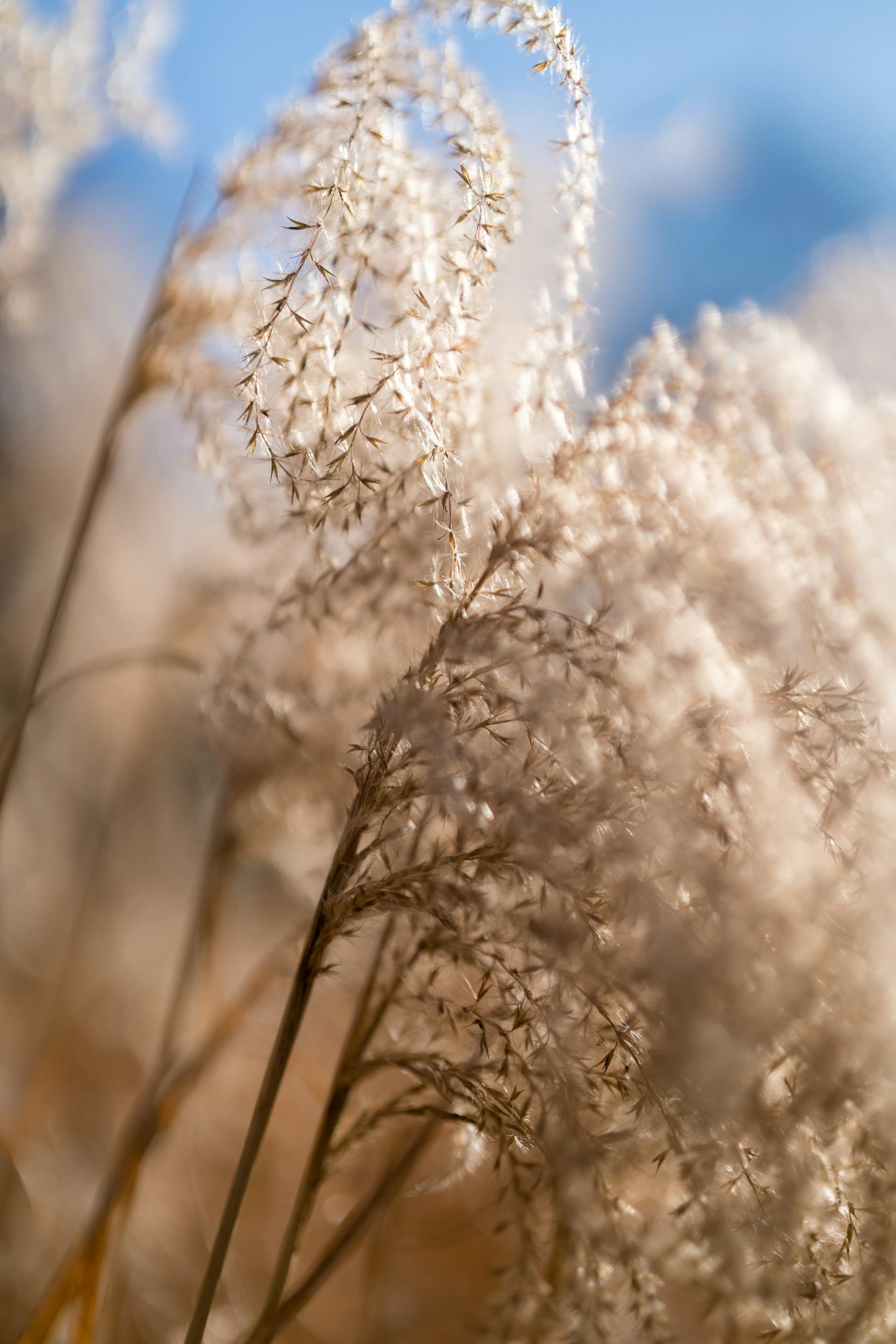 Pampasgras in de bries, symbool voor tijd en beweging